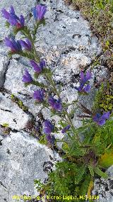 Viborera buglosa - Echium plantagineum. La Veleta - Los Villares