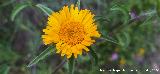 Ojo de buey - Pallenis spinosa. R�o Fr�o - Los Villares