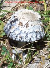 Barbuda - Coprinus comatus. Otiar - Jan