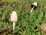 Barbuda - Coprinus comatus. 