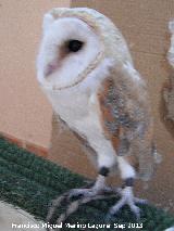 Pjaro Lechuza - Tyto alba. Navas de San Juan