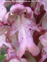 Orqudea gigante - Barlia robertiana. Encina Hermosa - Castillo de Locubn