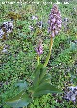 Orqudea gigante - Barlia robertiana. Jan