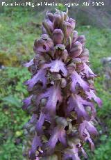 Orqudea gigante - Barlia robertiana. Jan