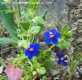 Muraje - Anagallis arvensis. Vilches