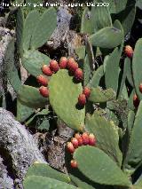 Cactus Chumbera