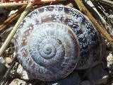 Caracol cabrilla - Otala punctata. Pea de Martos - Martos