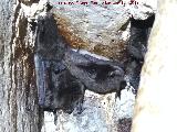 Murcilago ribereo - Myotis daubentonii. Molinos de Casas Nuevas - Marmolejo