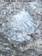 Bivalvo Pseudopecten aequivalvis - Pseudopecten aequivalvis. Zumbel