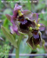 Orqudea avispa - Ophrys tenthredinifera. Fuente de la Pea. Jan