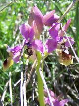 Orqudea avispa - Ophrys tenthredinifera. Navas de San Juan