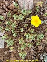 Helianthemum oelandicum