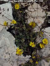 Helianthemum oelandicum - Helianthemum oelandicum. Banderillas - Santiago Pontones