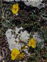 Helianthemum oelandicum - Helianthemum oelandicum. Banderillas - Santiago Pontones