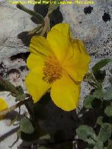 Helianthemum oelandicum - Helianthemum oelandicum. Banderillas - Santiago Pontones