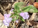 Acinos alpinus - Acinos alpinus. Caballo Torraso - Villanueva del Arzobispo