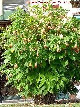 Trompeta del Juicio - Brugmansia arborea. Plaza Obispo Garca Castro - Jan