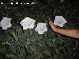 Trompeta del Juicio - Brugmansia arborea. Ro Fro - Los Villares