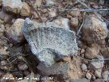 Ammonites Ochetoceras - Ochetoceras canaliculatum. Arroyo Padilla - Jan