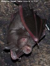 Murcilago pequeo de herradura - Rhinolophus hipposideros. Cueva Secreta - Jan