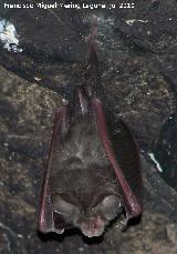 Murcilago pequeo de herradura - Rhinolophus hipposideros. Cueva Secreta - Jan