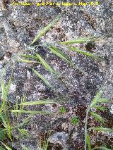 Galfiz - Bromus diandrus. La Veleta - Los Villares