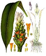 Crcuma - Curcuma longa. 