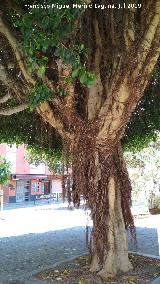 Higuera herrumbrosa - Ficus rubiginosa. Tronco y raices areas. Sueca