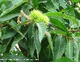 Castao - Castanea sativa. Cazorla