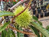 Castao - Castanea sativa. Invernadero en Jan