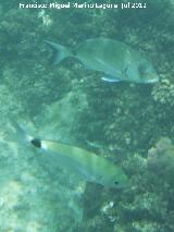 Pez Oblada - Oblada Melanura. Diferencias entre un raspalln y una oblada. Isla de Tabarca - Alicante