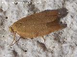 Polilla clavel - Cacoecimorpha pronubana. Los Villares