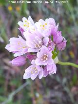 Ajo de culebra - Allium roseum. Flores. La Veleta - Los Villares