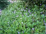 Hierba doncella - Vinca major. Los Caones. Jan