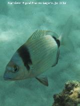 Pez Mojarra - Diplodus vulgaris. Isla de Tabarca - Alicante