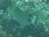 Pez Raspalln - Diplodus annularis. Isla de Tabarca - Alicante