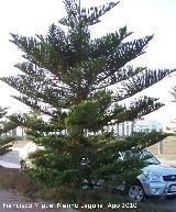 Araucana - Araucaria araucana. Toyo - Retamar