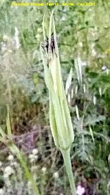 Barba de cabra - Tragopogon porrifolius. La Veleta - Los Villares