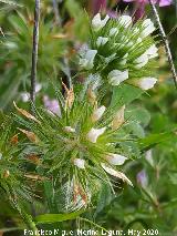 Tr�bol estrellado - Trifolium stellatum. Flores. La Veleta - Los Villares