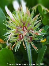 Tr�bol estrellado - Trifolium stellatum. La Veleta - Los Villares