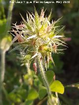 Tr�bol estrellado - Trifolium stellatum. La Veleta - Los Villares