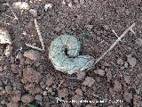 Polilla Esfinge de la Correhuela - Agrius convolvuli. Navas de San Juan