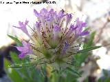 Farolitos - Scabiosa stellata. Los Caones. Jan