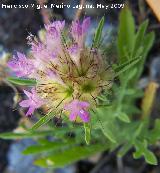 Farolitos - Scabiosa stellata. Los Caones. Jan