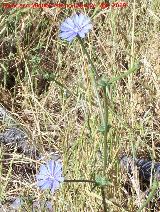 Achicoria - Cichorium intybus. Los Caones. Jan