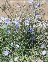 Achicoria - Cichorium intybus. La Beata - Valdepeas