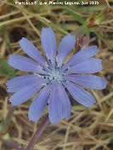 Achicoria - Cichorium intybus. El Puntal - Jan