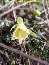 Narciso Monta�oso - Narcissus � montielanus. Nava Alta del Barranco de la Ca�ada de las Fuentes - Quesada