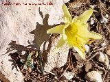 Narciso Monta�oso - Narcissus � montielanus. Loma de Cagasebo - Quesada