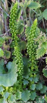 Ombligo de Venus - Umbilicus rupestris. La Veleta - Los Villares